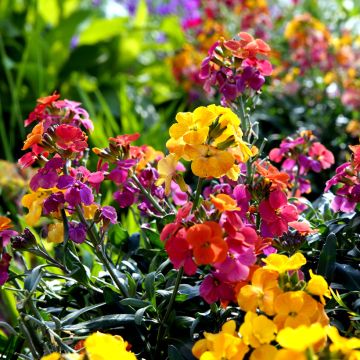 Wallflower Fair Lady Mixed Seeds