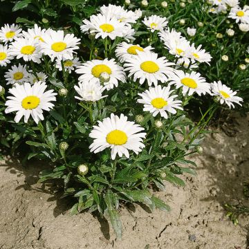 Leucanthemum superbum Silver Princess seeds - Shasta daisy