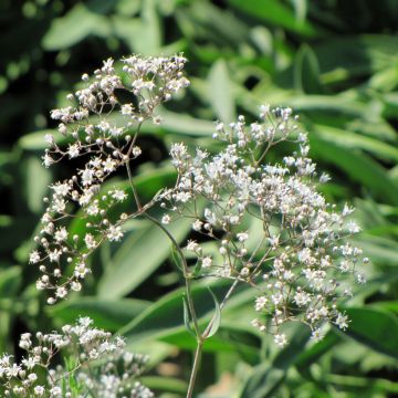 Gypsophila paniculata