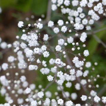 Gypsophila paniculata Snowflake seeds - Baby's breath