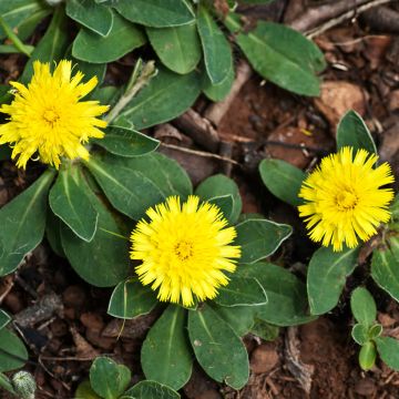 Pilosella officinarum seeds - Mouse-ear Hawkweed