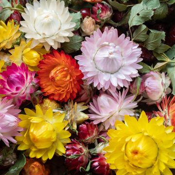 Helichrysum bracteatum Pastel Mixture - Strawflower seeds