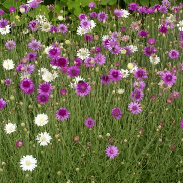 Xeranthemum annuum Mix Seeds - Everlasting flower