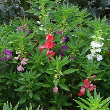 Impatiens balsamina Camellia-flowered Mix - seeds