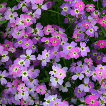 Malcolmia maritima Spring Sparkle - Virginia Stock seeds 