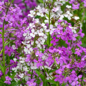 Hesperis matronalis Mix - Dame's Rocket seeds