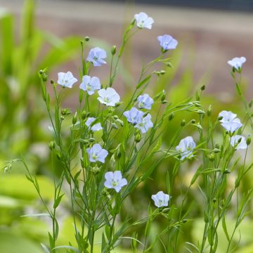 Flax Skyscraper seeds - Linum usitatissimum