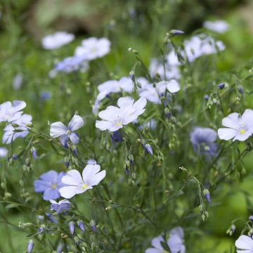 Lin vivace Bleu - Linum perenne