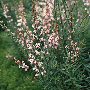 Linaria purpurea Canon Went - seeds