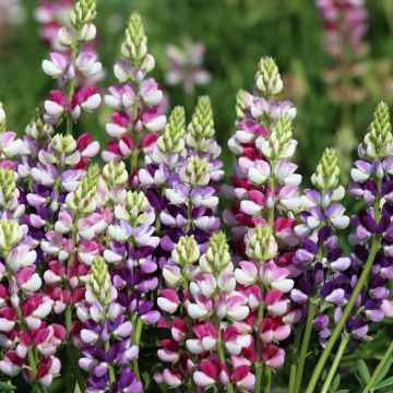 Lupinus hartwegii Avalune Bicolours Mix - Annual Lupin Seeds