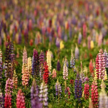 Lupin vivace Russell Hybrids en mélange - Lupinus polyphyllus