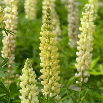 Lupinus Chandelier - seeds