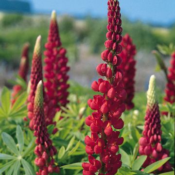 Lupinus The Page - seeds