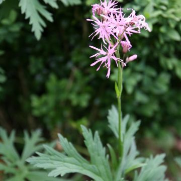 Lychnis flos-cuculi - Ragged Robin seeds