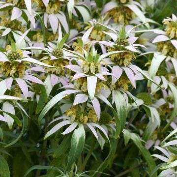 Monarda punctata - Horsemint seeds