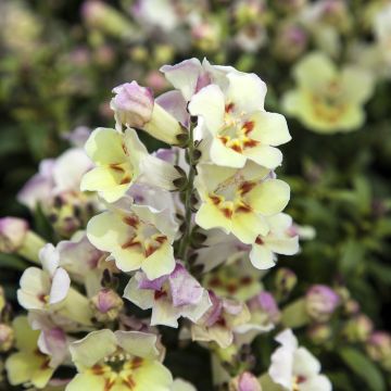 Antirrhinum majus Antiquity Lemon - Snapdragon