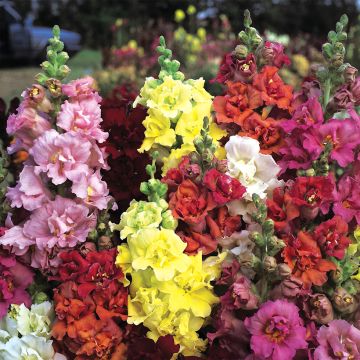 Snapdragon Madame Butterfly Mixed Seeds - Antirrhinum majus