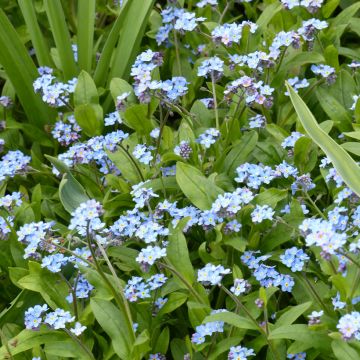 Blue Forget-Me-Not Seeds - Myosotis sylvatica