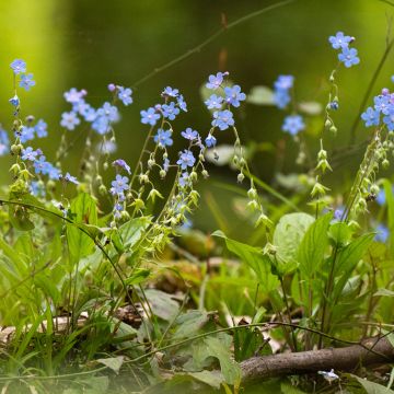 Blue Forget-Me-Not Seeds - Myosotis sylvatica