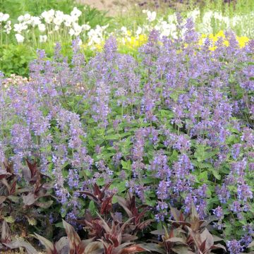 Nepeta racemosa Bleu - seeds