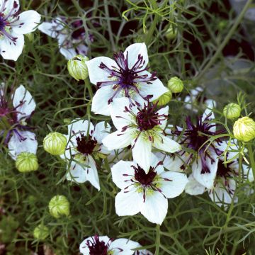 Nigelle d’Espagne African Bride - Nigella papilleuse blanche et noire