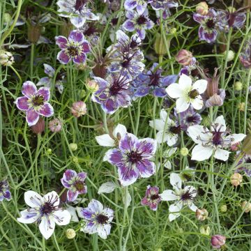 Love-in-a-mist Delft Blue Seeds - Nigella papillosa