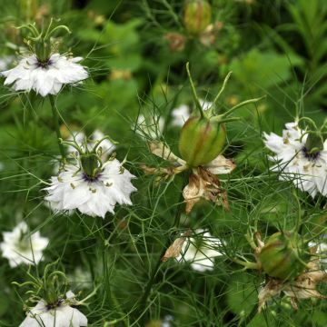 Love-in-a-mist Albion Green Pod Seeds - Nigella damascena