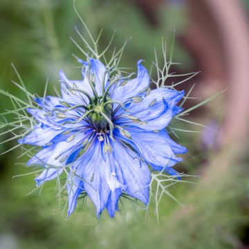 Love-in-a-mist Miss Jekyll Blue Seeds - Nigella damascena