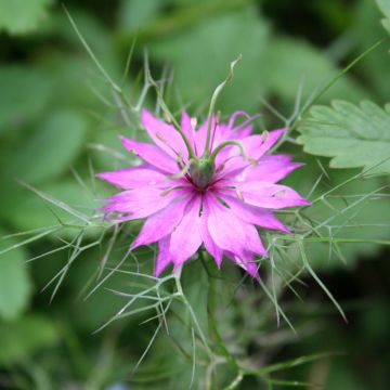 Love-in-a-mist Persian Rose Seeds - Nigella damascena