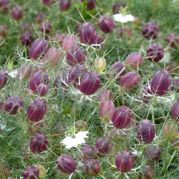 Nigella damascena White with red capsule - Love-in-a-mist Seeds