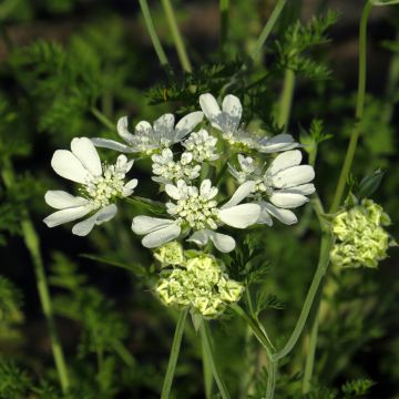 Orlaya grandiflora Seeds - White laceflower