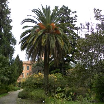 Phoenix canariensis - Palmier, Dattier des Canaries.