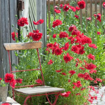 Opium Poppy Red Peony Seeds - Papaver somniferum