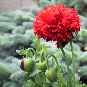 Papaver somniferum Laciniatum Scarlet - Opium Poppy seeds