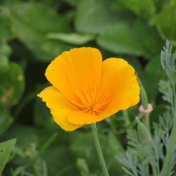 Eschscholzia californica Aurantiaca orange 