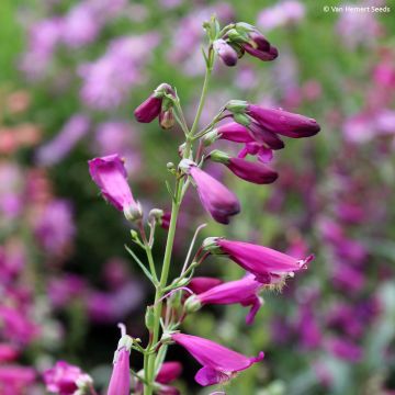 Penstemon barbatus Twizzle Purple - seeds