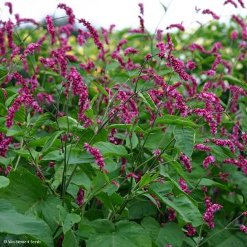 Persicaria orientalis Cerise Pearls