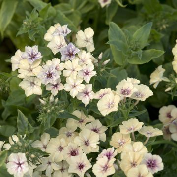 Phlox drummondii Crème Brûlée seeds - Drummond's phlox