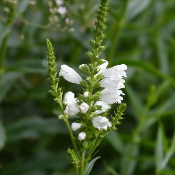 Physostegia Virginiana Summer Snow Seeds - Obedient plant