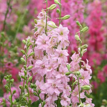 Delphinium consolida Imperial Light Pink seeds - Larkspur