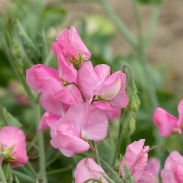 Lathyrus odoratus Pinkie - Sweet Pea Seeds