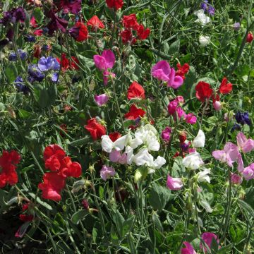 Lathyrus odoratus Spencer mix - Sweet Pea Seeds