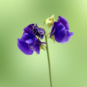 Lathyrus odoratus King Size Navy Blue - Sweet Pea Seeds