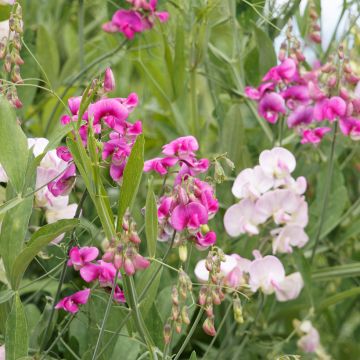 Pois de senteur vivace - Lathyrus latifolius