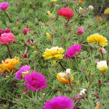 Portulaca grandiflora Double Mix Seeds - Moss rose