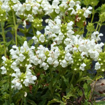 Prunella grandiflora Alba - seeds