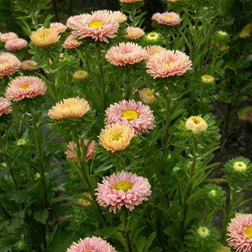 Callistephus chinensis Matsumoto Apricot seeds - China Aster