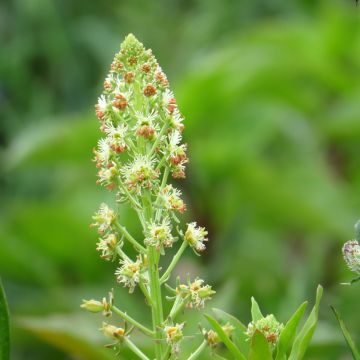 Reseda odorata Grandiflora Seeds - Garden mignonette