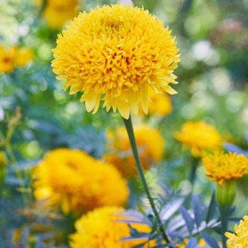 Marigold Mission Giant Yellow - Tagetes erecta seeds