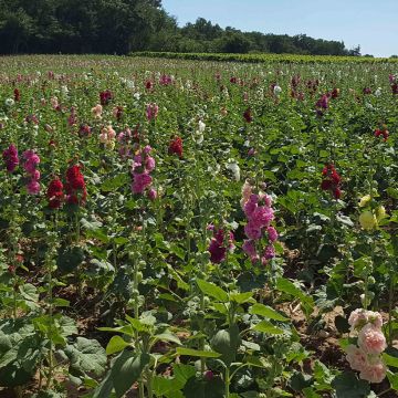 Alcea rosea Chater’s Double - Hollyhock